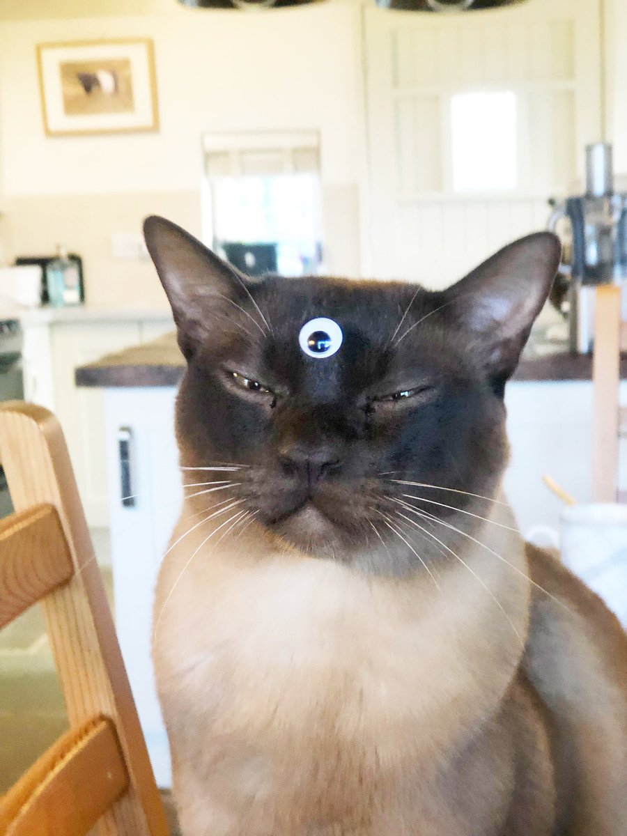 Captain, our cat is SOOOOO EXCITED about the final season of <a href="/GameOfThrones/">Game of Thrones</a> coming back that he has come to breakfast dressed as his favourite character. #threeeyedraven #threeeyedcat #gameofthrones #GOT #winteriscoming #mysticmog @skyatlantic