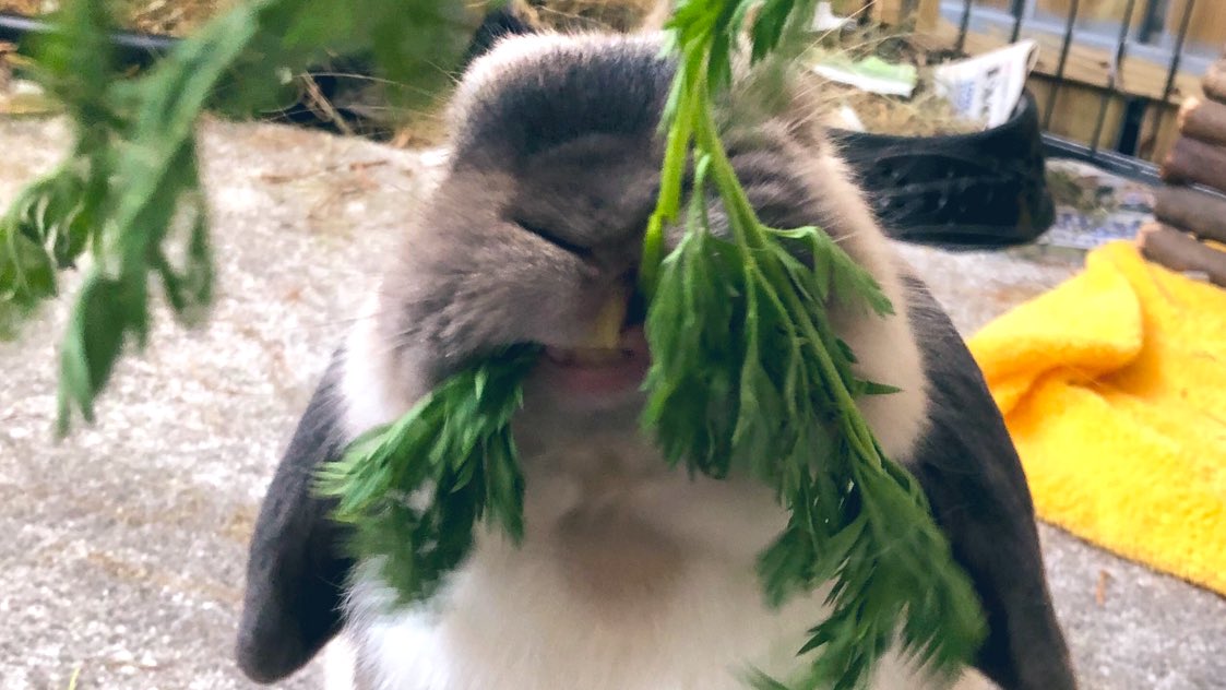 fluffylittle5's tweet photo. Veggies make you happy 😆🥕 #veggies #bunny #rabbit #behappy #vegan #smile https://t.co/K7negyBKJg