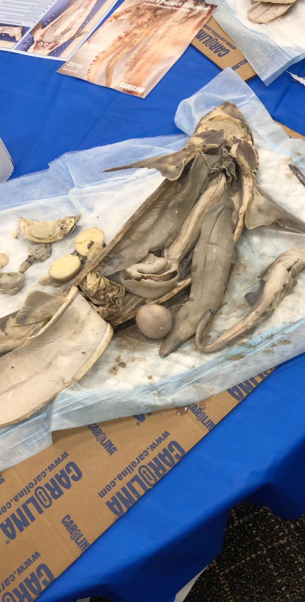 mrs_skillern's tweet photo. Baby shark doo-doo-doo-doo-doo! πͺπ¦ Today was pretty neat. Also, good luck getting that song out of your head. π©πΌβπ¬ππ
#NSTA19 #sis6sci #GMSsci https://t.co/VezVYjDJNu