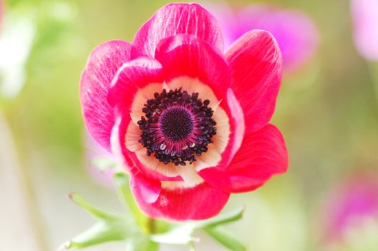 暦生活 こよみせいかつ 旬の花 アネモネ 1つの花茎に赤 ピンク 紫 白などの大きな花を咲かせるので 1輪でも存在感のある花です アネモネとはギリシャ語で 風 を表し 花言葉は はかない恋 です 暦生活 T Co Orp7utgxdv 暦生活