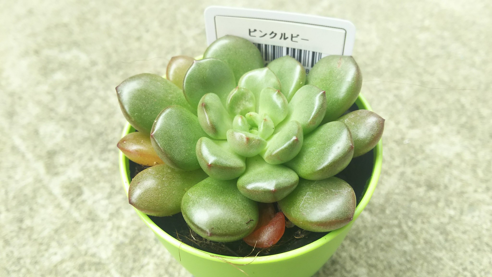天音からす 100均で見かけてつい買ってしまったピンクルビーが仲間入りしました 多肉植物 ピンクルビー ピンクルルビー 天音からす 100均で見かけてつい買ってしまったピンクルビーが仲間入りしました 多肉植物 ピンクルビー ピンクルルビー