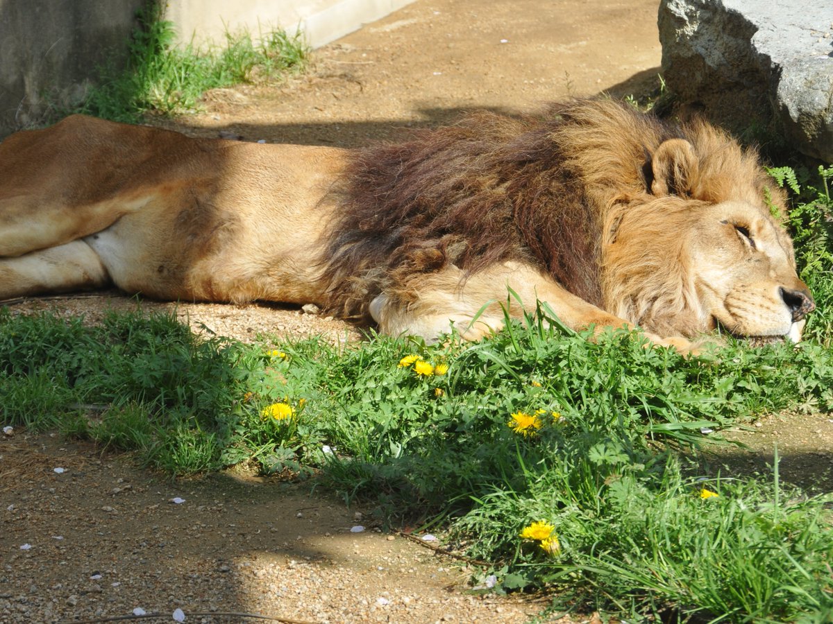 神戸市立王子動物園 公式 眠るライオンのラオ ライオンとタンポポをご覧いただけるのも 今の時期ならではですね 神戸市 Kobecity 王子動物園 動物園 Zoo ライオン Dandelion 神戸市立王子動物園 公式 眠るライオンのラオ ライオンとタンポポをご覧いただけるのも 今の時期ならではですね 神戸市 Kobecity 王子動物園 動物園 Zoo ライオン Dandelion