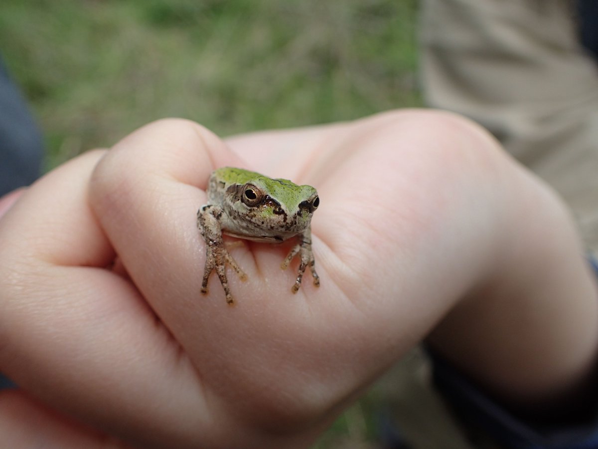 biome_official's tweet photo. #アマガエル 。あんまりいじめると、おしっこをいきよいよく飛ばします。
#カエル
#Frogs
#奈良
#Nara
#田園
#county_side https://t.co/Qx8qECiXw4