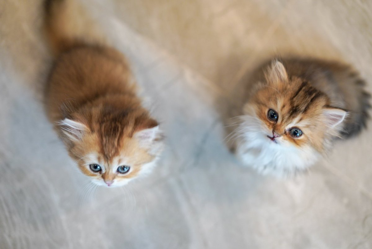 Bonusiie's tweet photo. คู่แฝดคู่นี้มาโวยวายอะไรกันคะ https://t.co/G2J5vx1ffw