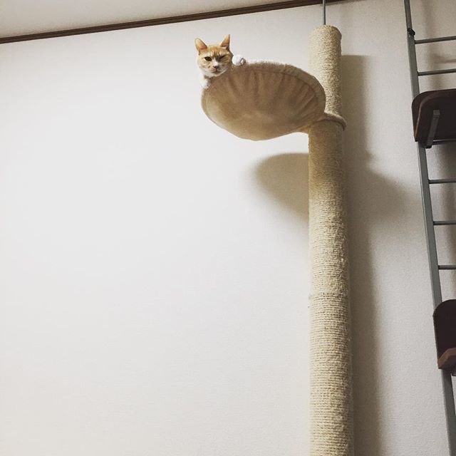 caracatcafe's tweet photo. にゃっっっほーーーーーぃ!
#臨時休業
#お休みです
#つるる
#cat #catsofinstagram #猫 #猫カフェ #caracatcafe #箕面 #北摂
#cccs04t https://t.co/USFRTHrdNp