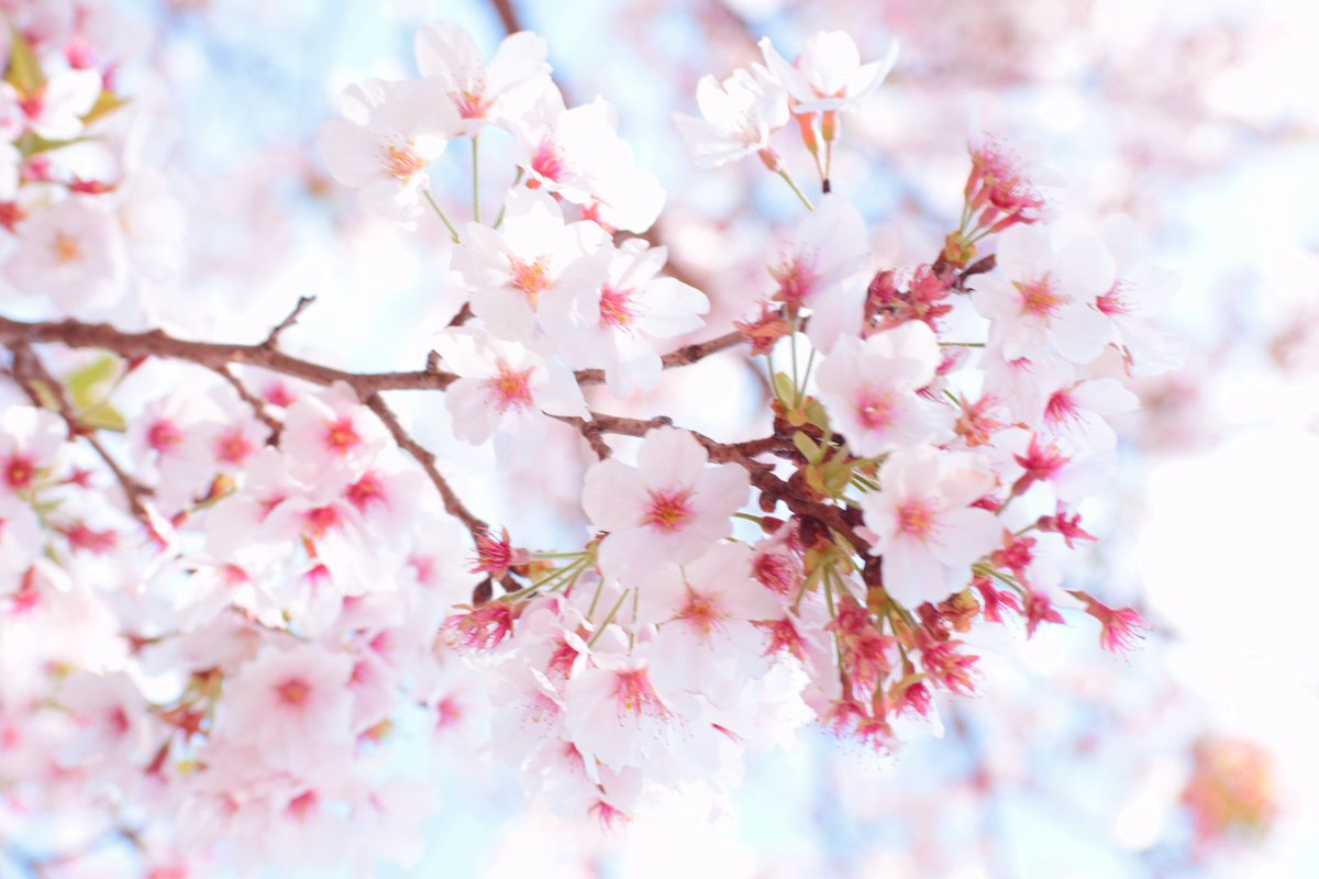 MiYuiitan's tweet photo. #桜 
#平成最後の桜 
#写真好きな人と繋がりたい https://t.co/CNrY6u7lyv
