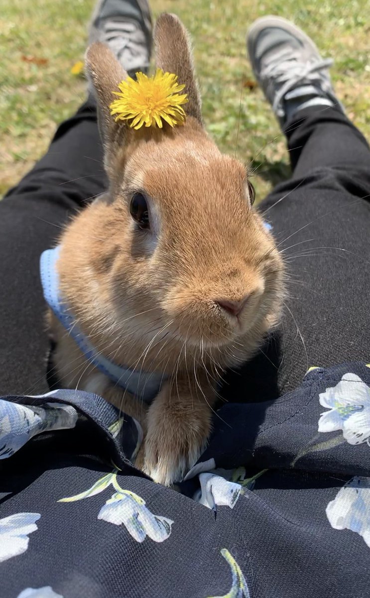 うさんぽデビュー✨
#うさぎ好きさんと繋がりたい 
#うさぎのいる生活