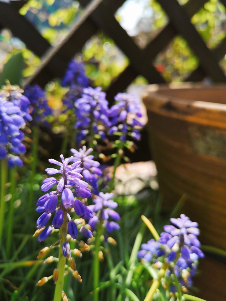 aqua_makes's tweet photo. 我が家のお花たち🌷✨ https://t.co/W59ldjsg5t