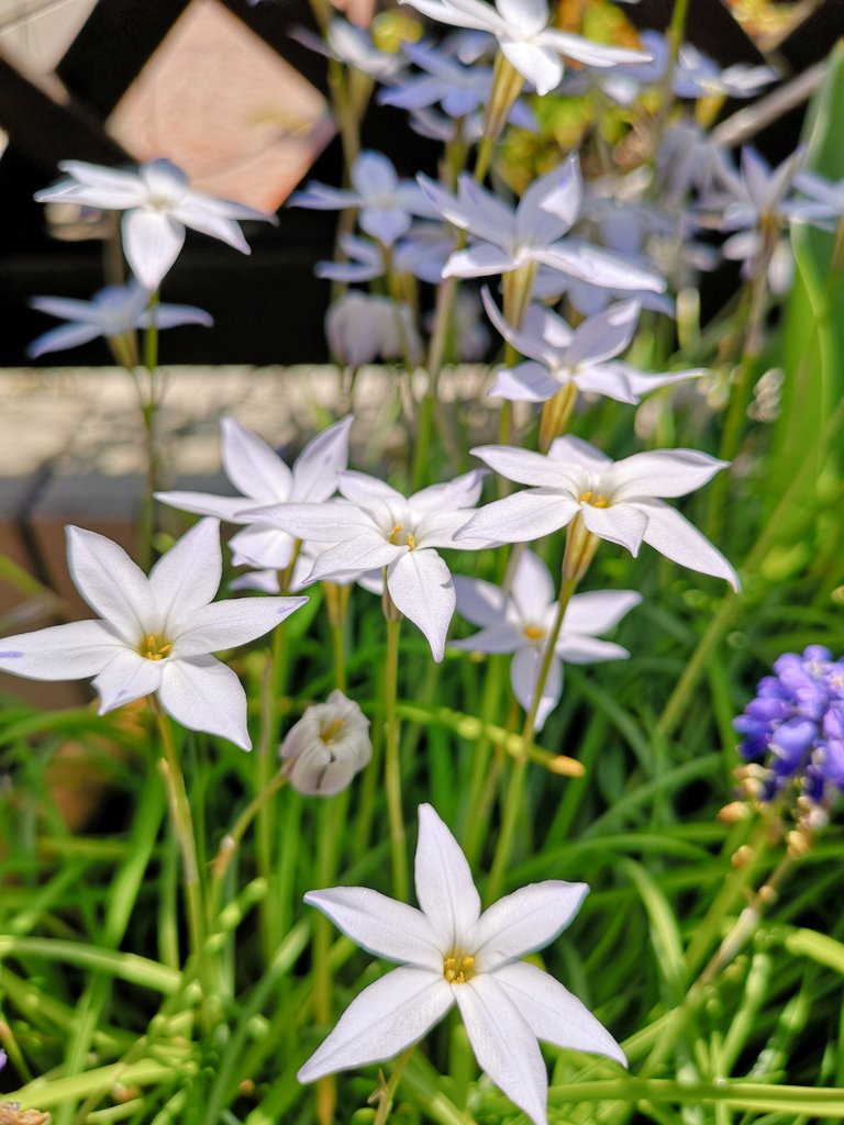 aqua_makes's tweet photo. 我が家のお花たち🌷✨ https://t.co/W59ldjsg5t
