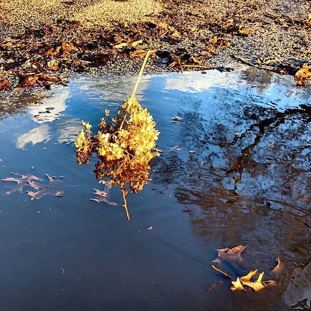 sbcthemuse's tweet photo. Alley puddle bouquet reflections.
.
.
#puddle #reflections #igerschicago #chigrammers #lifeofchicago #artofchi #flippinchi #CityLabOnTheGround #citygrammers #UrbanPhotography https://t.co/pNMKLu1Am1 https://t.co/yN4f0fTJwR