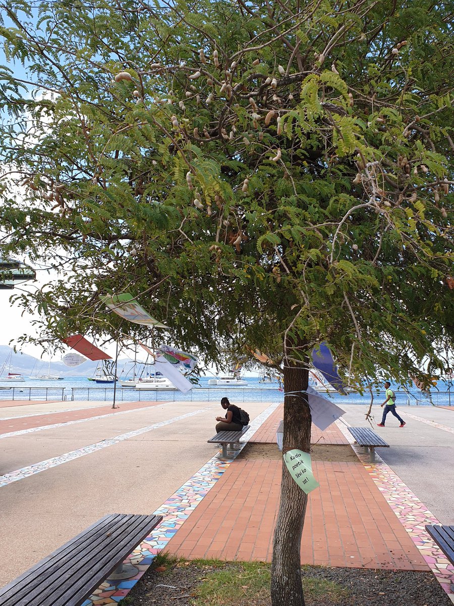 #pawolpyébwa <a href="/CircoFdF1/">Circo FORTdeFRANCE 1</a>