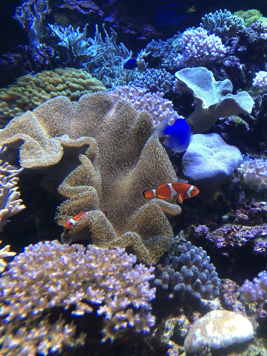 yoshikameraa's tweet photo. お魚🐠さんも くらげさんも
可愛い💕

#マリンピア日本海 https://t.co/RN6ZL7TtD9