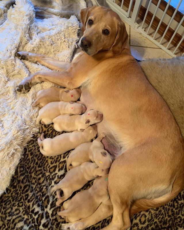 Dawn_Shapley's tweet photo. All puppies are doing great and growing fast.  Rosie is such a great momma.  If you need a puppy fix just come on by. https://t.co/XkgjknVpSM https://t.co/nj65JQrARU