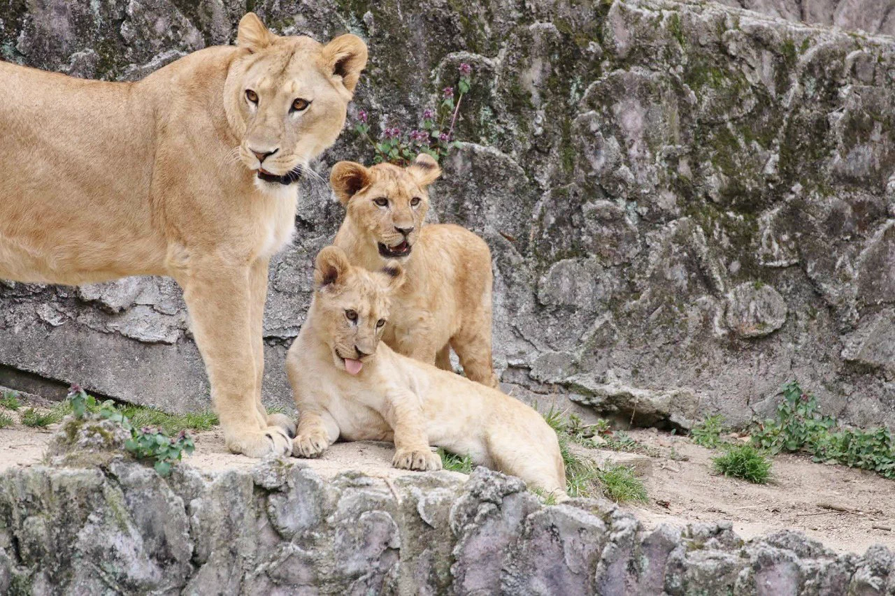 広島市安佐動物公園【公式】 on X: 