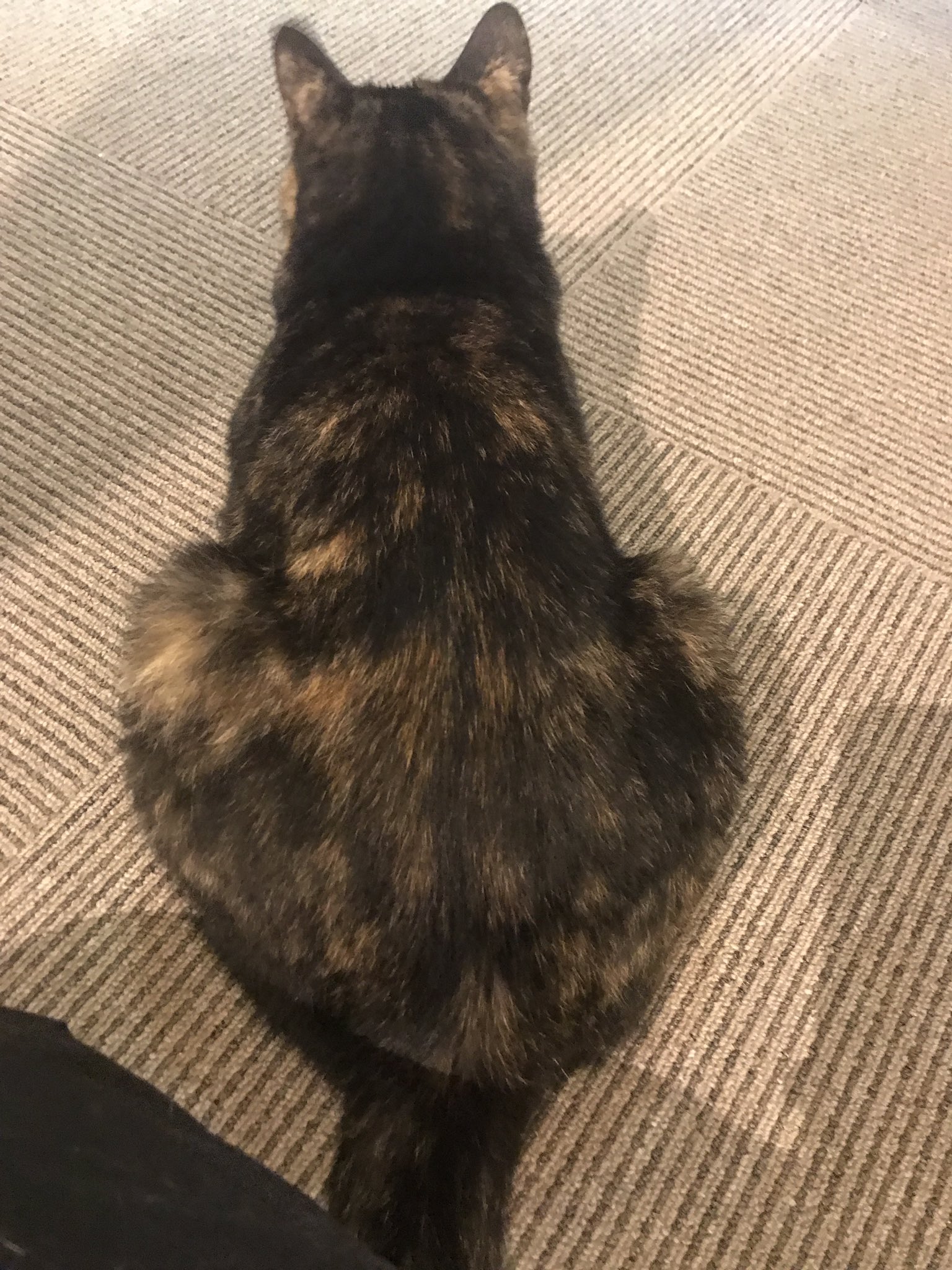 保護猫カフェ Aro Hogonecocafearo Twitter