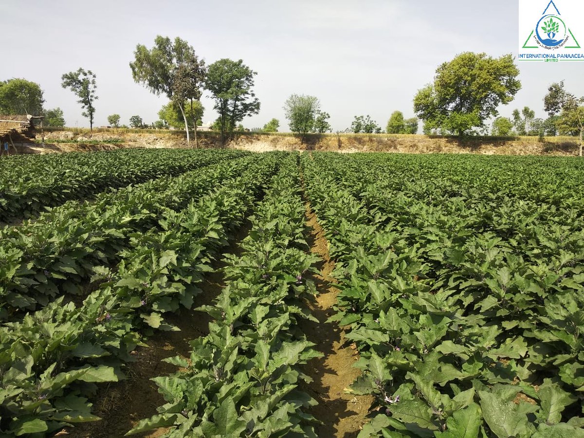 IPLBiologicals's tweet image. Our team member visited a #farmer in Gharka village of Amritsar to check the #benefits of our products #Sanjeevni &amp;amp; #Bactvipe which he used in #Brinjal #crop

#organicfarming #agriculture #crops #vegetables #fruits#organicindia #IPLBiologicals