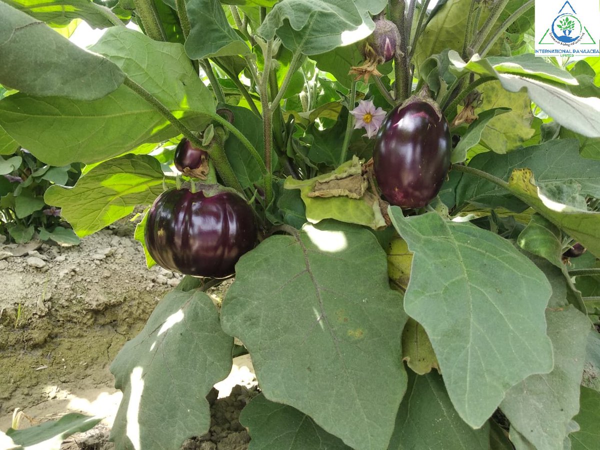 IPLBiologicals's tweet image. Our team member visited a #farmer in Gharka village of Amritsar to check the #benefits of our products #Sanjeevni &amp;amp; #Bactvipe which he used in #Brinjal #crop

#organicfarming #agriculture #crops #vegetables #fruits#organicindia #IPLBiologicals