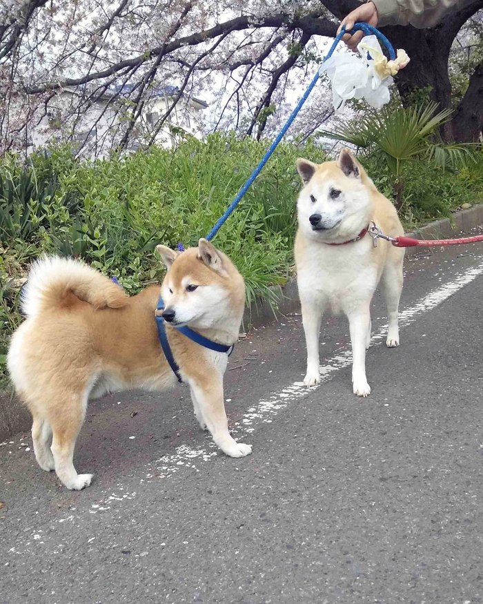 青林工藝舎 らっちゃんの新しいおともだち 紀州犬と柴犬のミックス デカイ 名前は まだ知らないのでした 青林工藝舎 らっちゃんの新しいおともだち 紀州犬と柴犬のミックス デカイ 名前は まだ知らないのでした