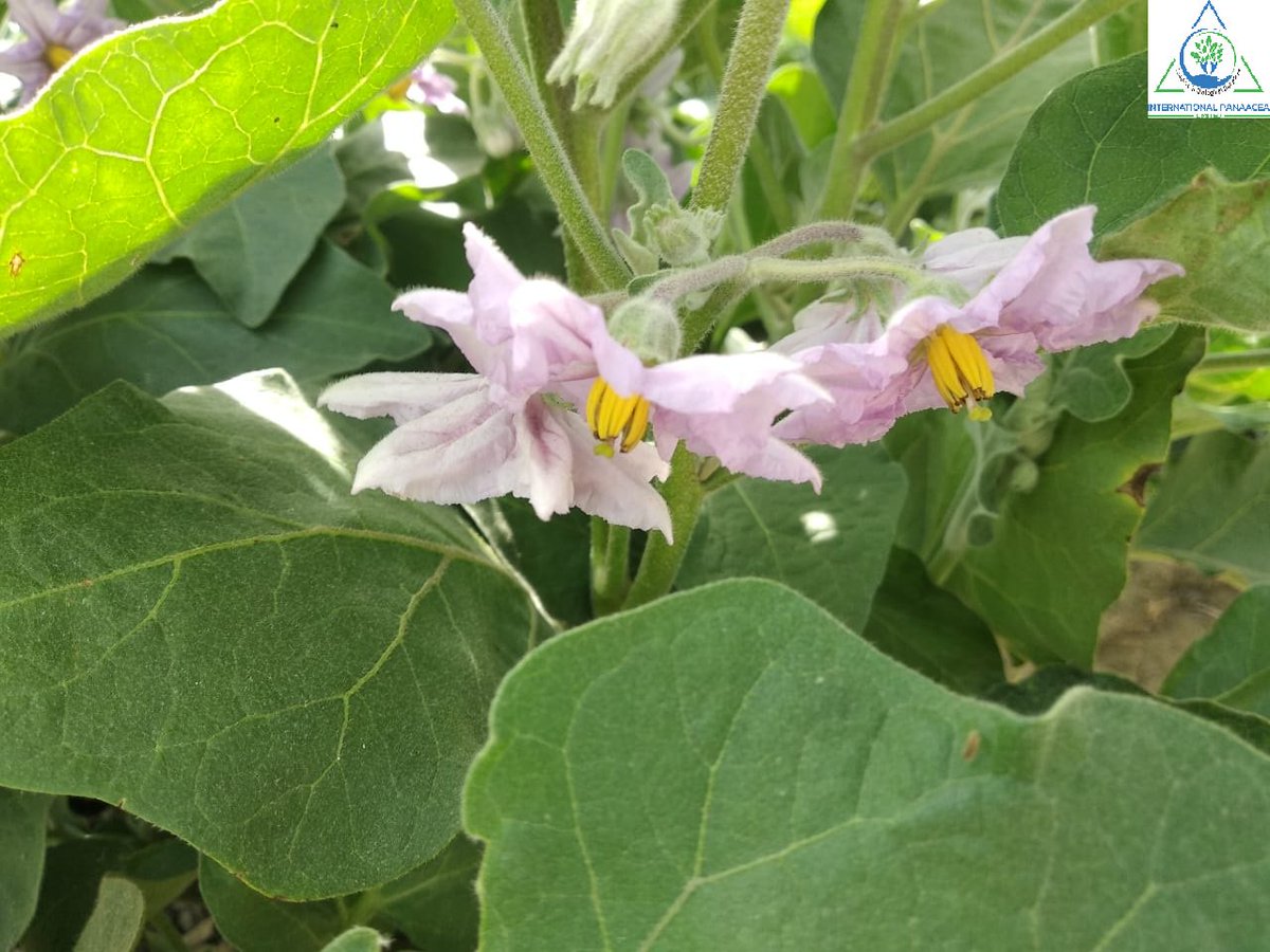 IPLBiologicals's tweet image. Our team member visited a #farmer in Gharka village of Amritsar to check the #benefits of our products #Sanjeevni &amp;amp; #Bactvipe which he used in #Brinjal #crop

#organicfarming #agriculture #crops #vegetables #fruits#organicindia #IPLBiologicals