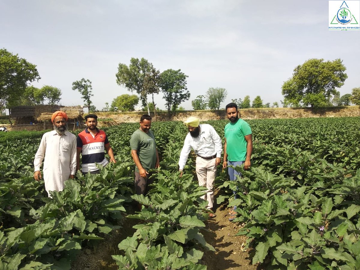 IPLBiologicals's tweet image. Our team member visited a #farmer in Gharka village of Amritsar to check the #benefits of our products #Sanjeevni &amp;amp; #Bactvipe which he used in #Brinjal #crop

#organicfarming #agriculture #crops #vegetables #fruits#organicindia #IPLBiologicals