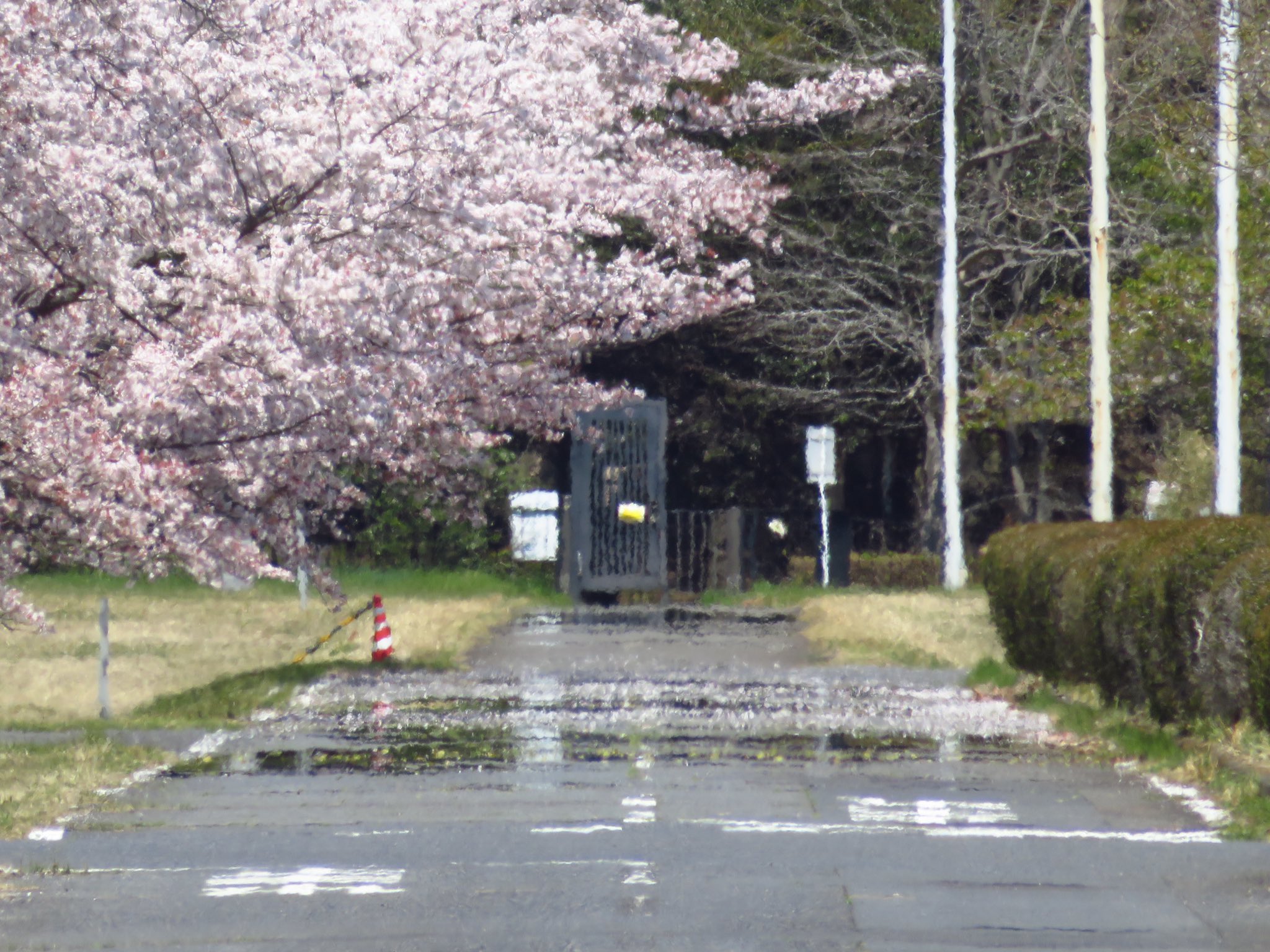 荒木健太郎 桜の浮かぶ逃げ水 今日は日差しも強く路面温度が上がっているため 遠くの景色が下方に反転して見える下位蜃気楼の 逃げ水が桜の並ぶ道路に出来ています 桜の花びらが水たまりに浮いているように見えて良い感じ T Co 8ramsfrva5