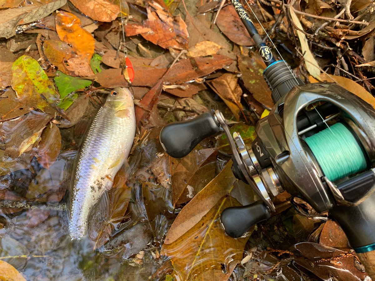 遊々 リターンライダー 自宅から5kmほどの隣町小規模河川で渓流ベイトフィネスごっこ トラウト類こそ居ないけど カワムツが結構居てこんなトコ釣り人入んないでスレて無くて楽しいです カワムツ 渓流ベイトフィネス ツララ クプアス48