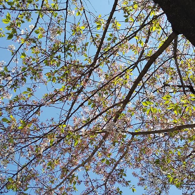 春の陽気ポカポカ暖かい良い天気です☀️桜を見に行って、たんぽぽも見ます。残った桜🌸は葉桜の季節でも、頑張って花🌸を咲かせています。 @From2011Begin こちら茨城県晴れて☀️暖かいです😉。その雰囲気をお伝えします😆。ようやく春が来ました。Spring has come.ですね😃。
