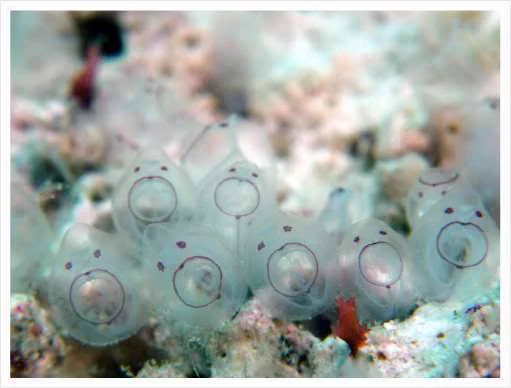 ぽにょ…？ある生き物の赤ちゃんが可愛すぎる件！
