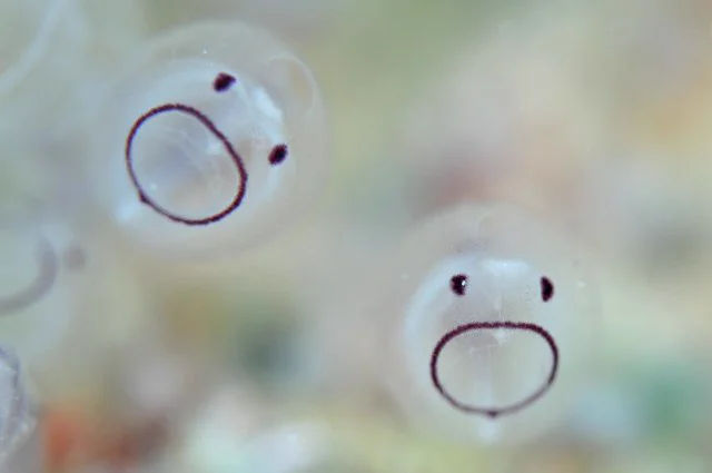 ぽにょ…？ある生き物の赤ちゃんが可愛すぎる件！