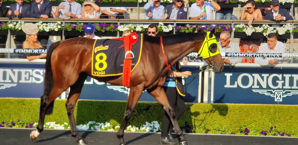 IHOracing's tweet photo. Yogi good to go. Support crew a little nervous. @ATBloodstock @cmaherracing https://t.co/0t8u9zX5ct