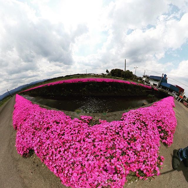mather314's tweet photo. 蓼池の芝桜
#芝桜 #miyazaki #mimata https://t.co/QC1Cx1pzU5 https://t.co/pjVs1LQ1I3