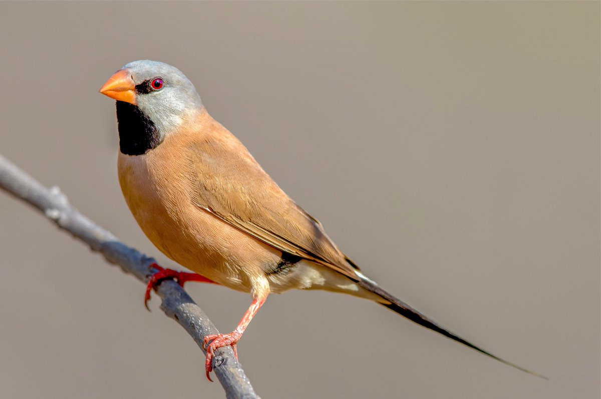 birdsinfocusau's tweet photo. Long-tailed Finch (Poephila acuticauda) - Edith Falls, Northern Territory @BirdlifeOz @CanonAustralia @ausgeo #finch #edithfalls #longtailedfinch #ntbirds https://t.co/qGLYPEUmHs