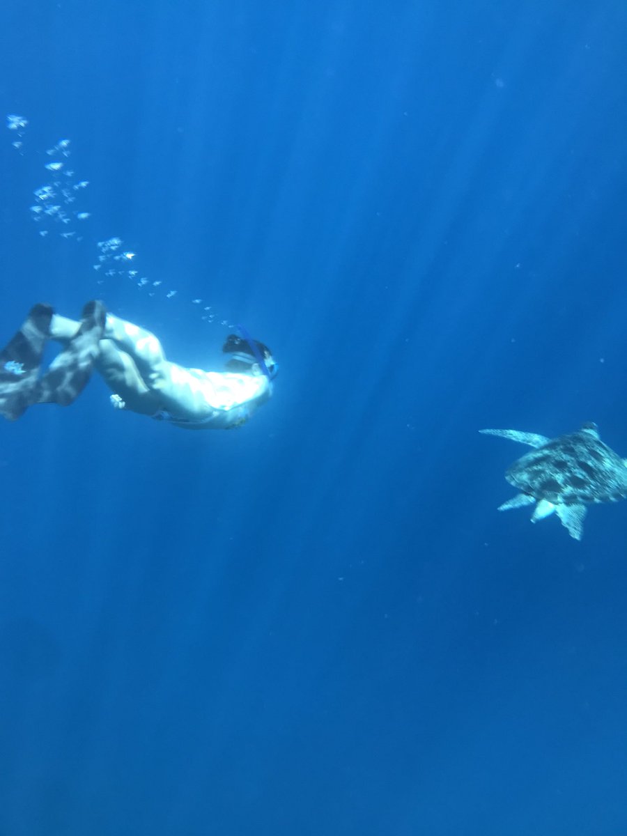 TMWalton's tweet photo. Great to get some R and R this Easter break! So important that we as teachers ensure we take time to switch off, and thatβs exactly what I did with these guys! One ticked off the bucket list! #swimwithturtles #giliislands #teacherbreak #wellbeing #takingtimeoff #easterholiday https://t.co/VrR54DoYNF