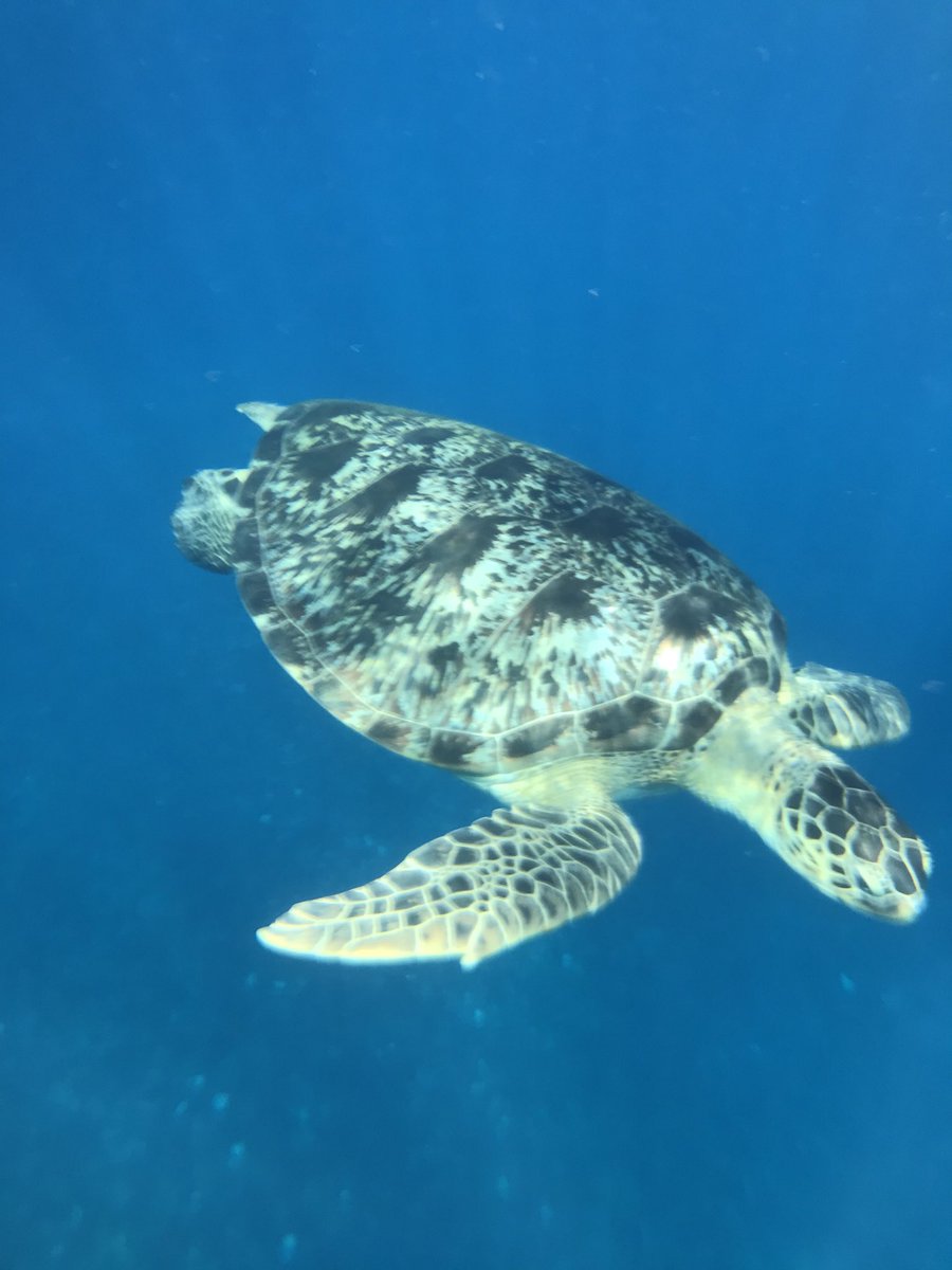 TMWalton's tweet photo. Great to get some R and R this Easter break! So important that we as teachers ensure we take time to switch off, and thatβs exactly what I did with these guys! One ticked off the bucket list! #swimwithturtles #giliislands #teacherbreak #wellbeing #takingtimeoff #easterholiday https://t.co/VrR54DoYNF