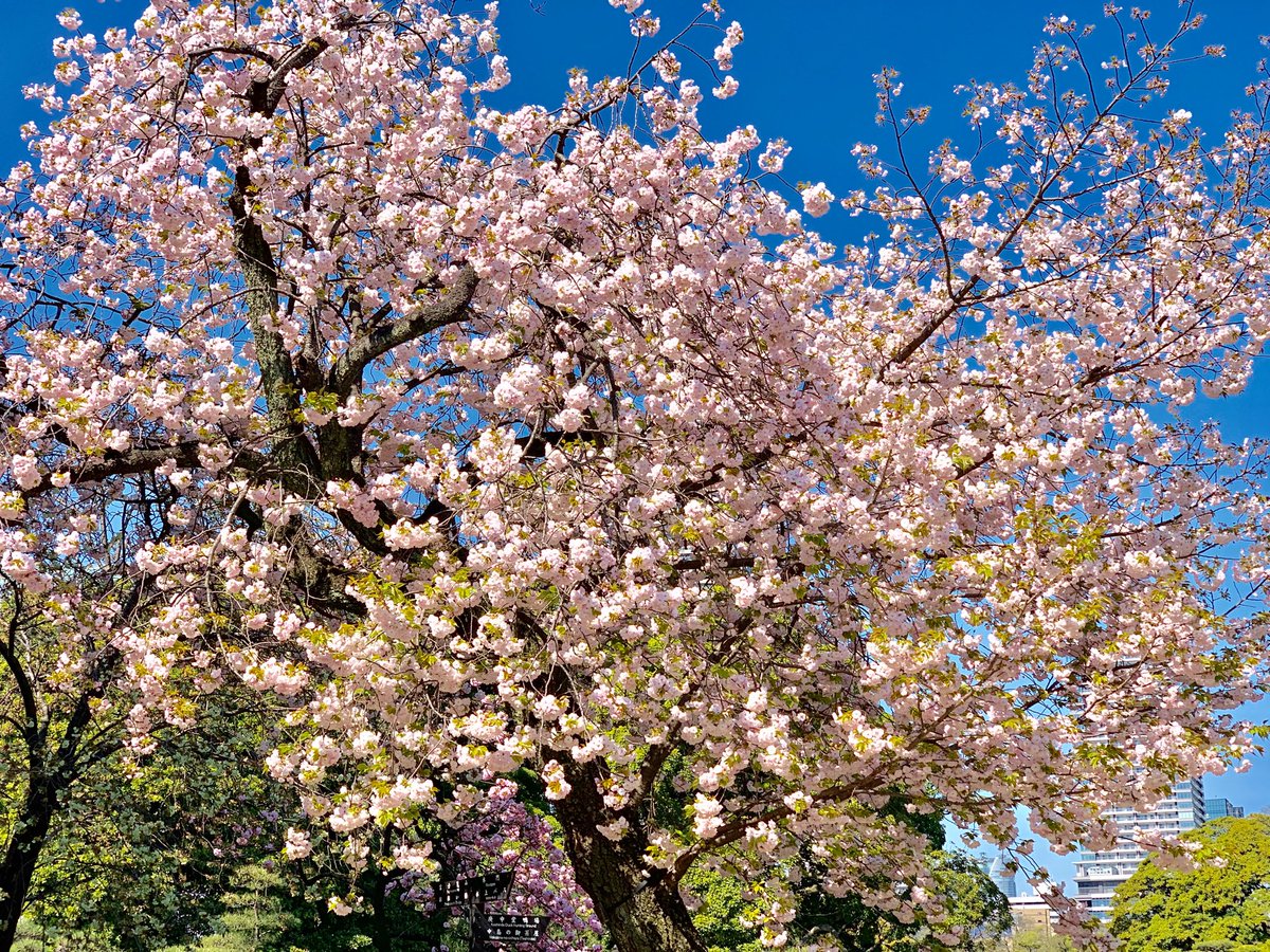 浜離宮恩賜庭園 Twitterren 園内の 八重桜 どんどん咲いてきています イチヨウ 一葉 ヤエベニトラノオ 八重紅虎の尾 の江戸系 山桜系や兼六園系など 種類によっては ほぼ満開になったものもあります 全体的に見頃を迎えるのは１週間後ではない
