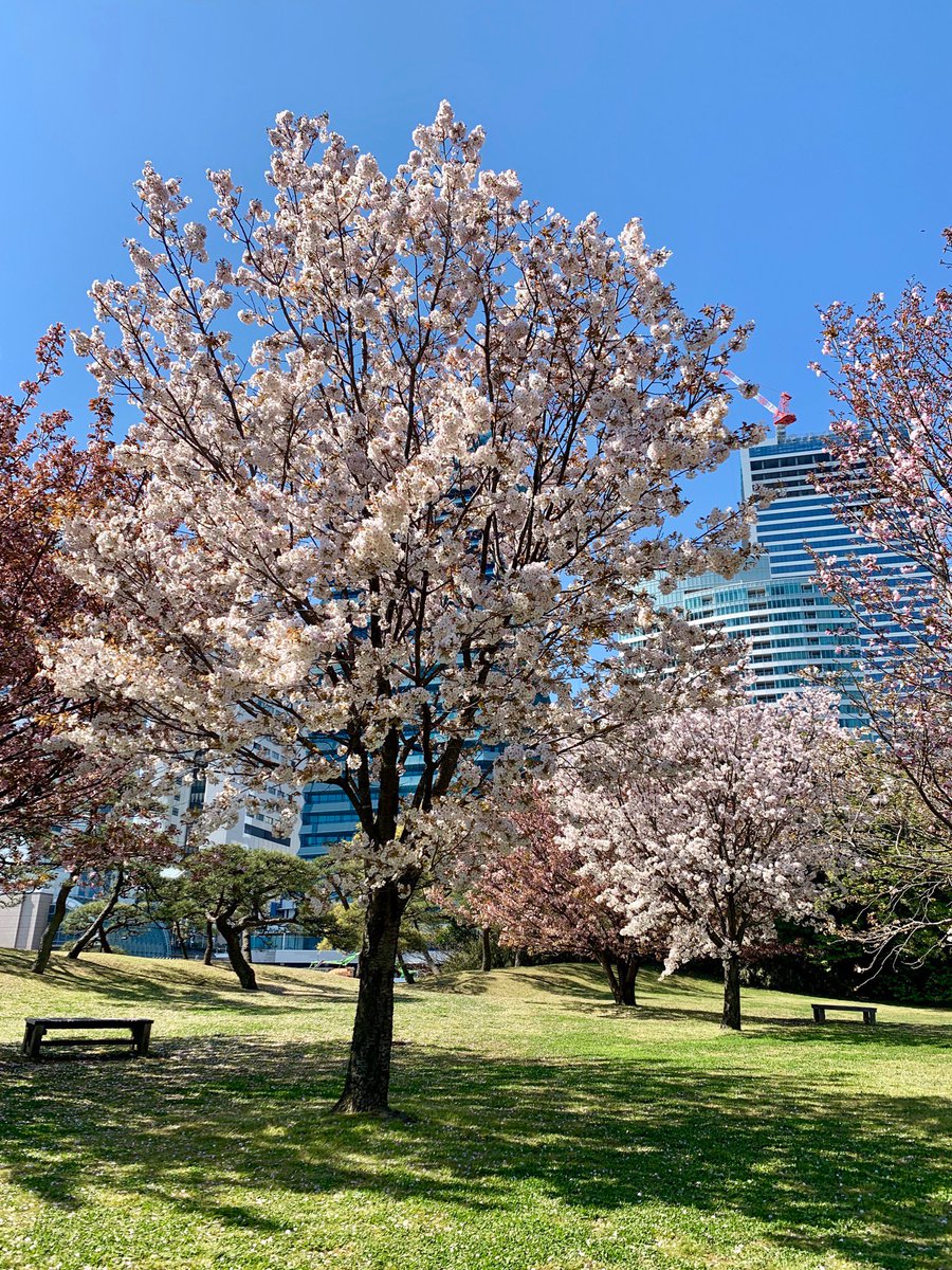 浜離宮恩賜庭園 Twitterren 園内の 八重桜 どんどん咲いてきています イチヨウ 一葉 ヤエベニトラノオ 八重紅虎の尾 の江戸系 山桜系や兼六園系など 種類によっては ほぼ満開になったものもあります 全体的に見頃を迎えるのは１週間後ではない