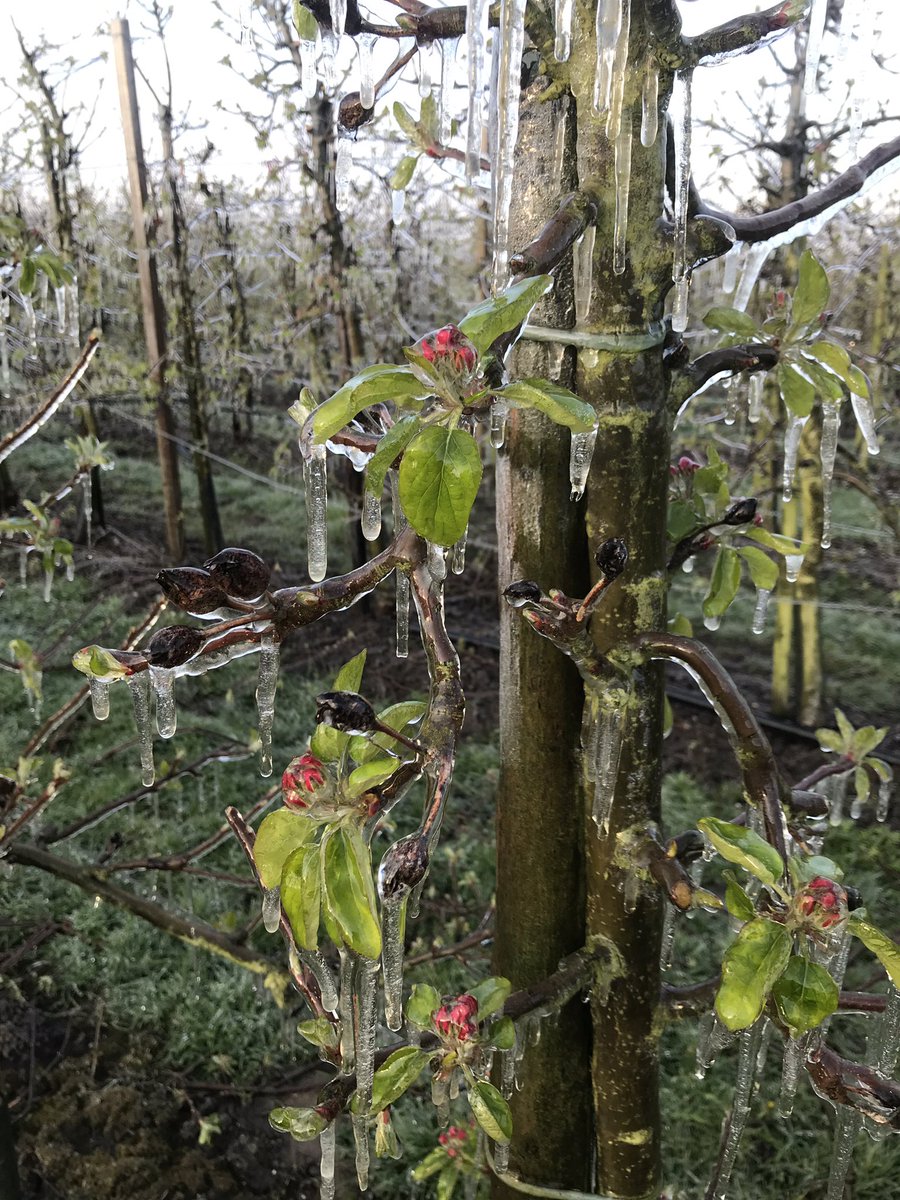 vRijnFruit's tweet photo. Koud nachtje!! https://t.co/rX8yqSXwik