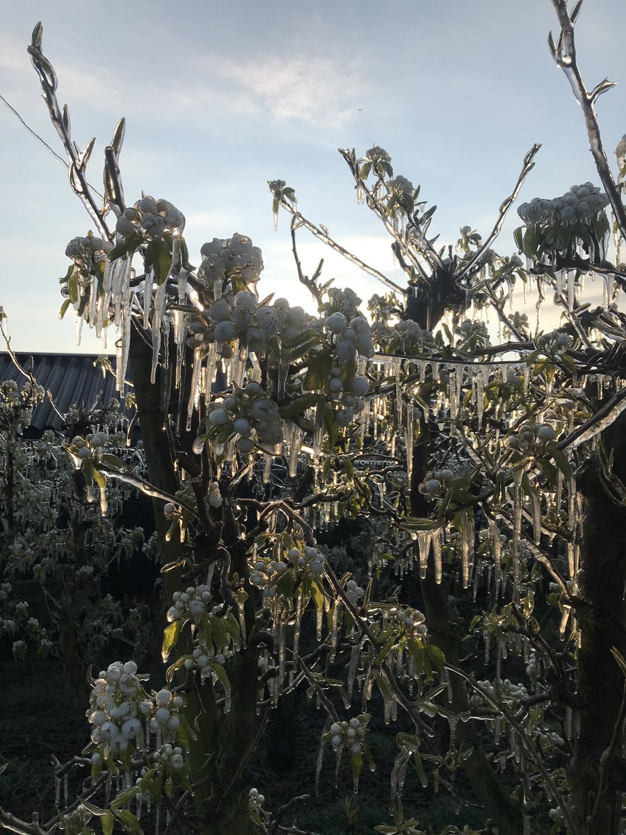 vRijnFruit's tweet photo. Koud nachtje!! https://t.co/rX8yqSXwik