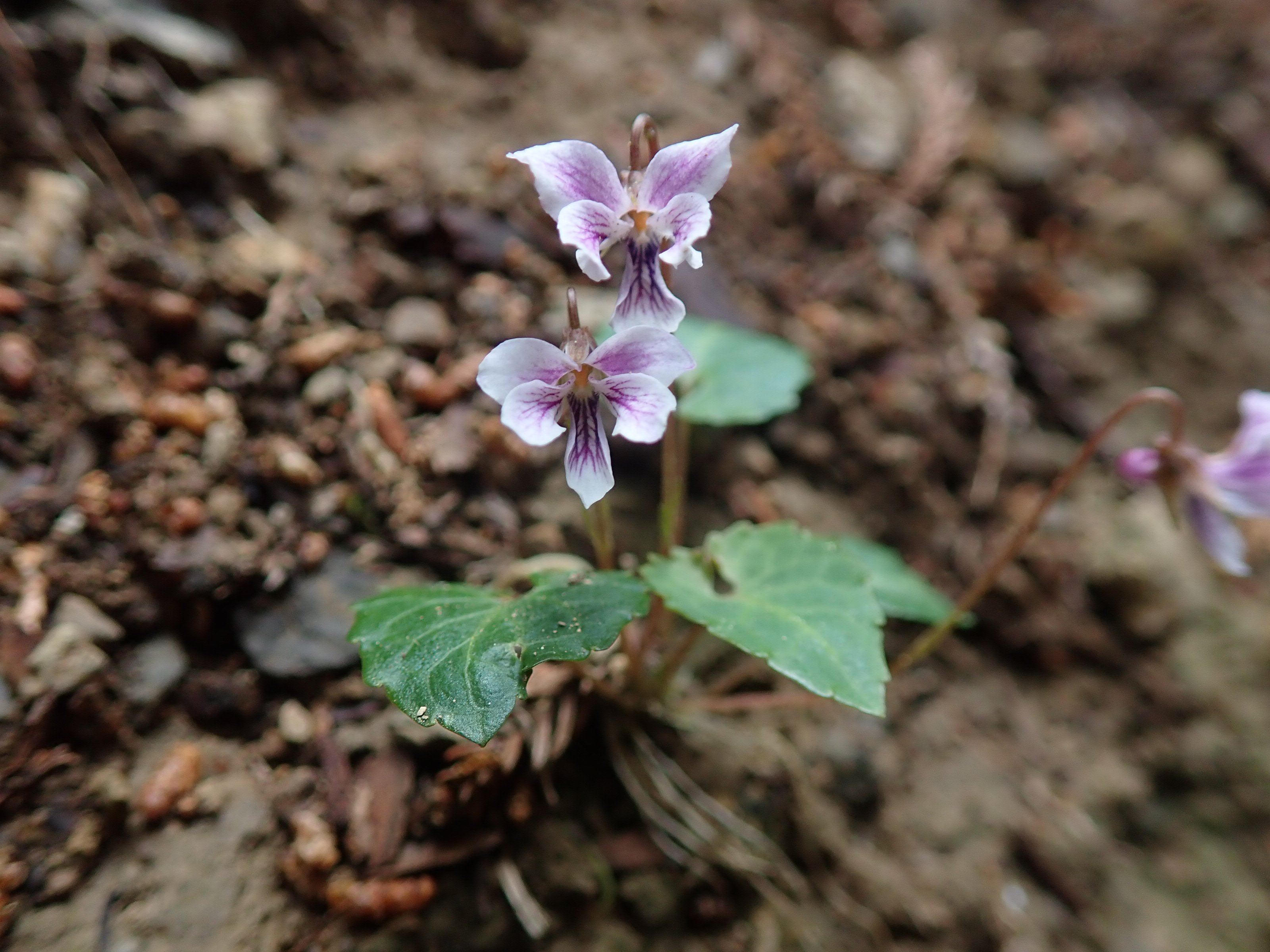 低山 小國神社 の自然観察 本宮山 森町 に行ってみたら いろいろなスミレを見ることが出来た 1 ヒメミヤマスミレ 2 フモトスミレ 3 不明 花はフモトスミレに似ているが 葉が違うようだ 4 タチツボスミレと シロバナタチツボスミレ T