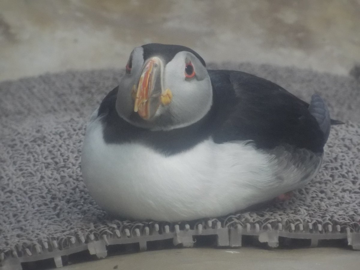 那須どうぶつ王国にいる #パフィン が、ちょっと困った顔してるけど