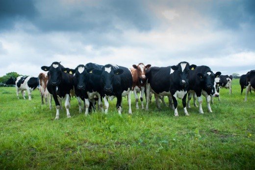 Omsco - The Organic Dairy People tweet media