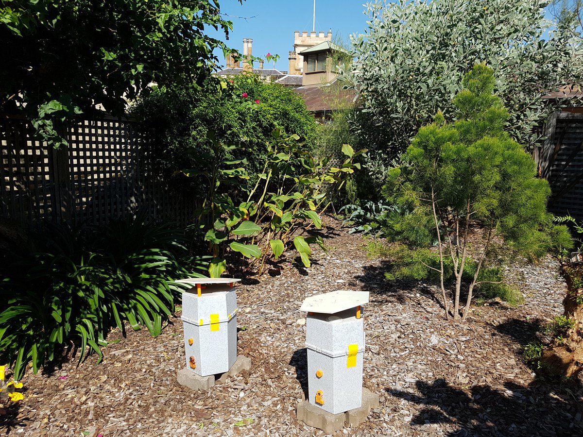 The answer is to give them fancy winter accomodation, and there are few places fancier than NSW Government House! His Excellency General Hurley is a keen  #beekeeper, and kindly agreed to let us use his garden as a winter refuge next to his hives.
