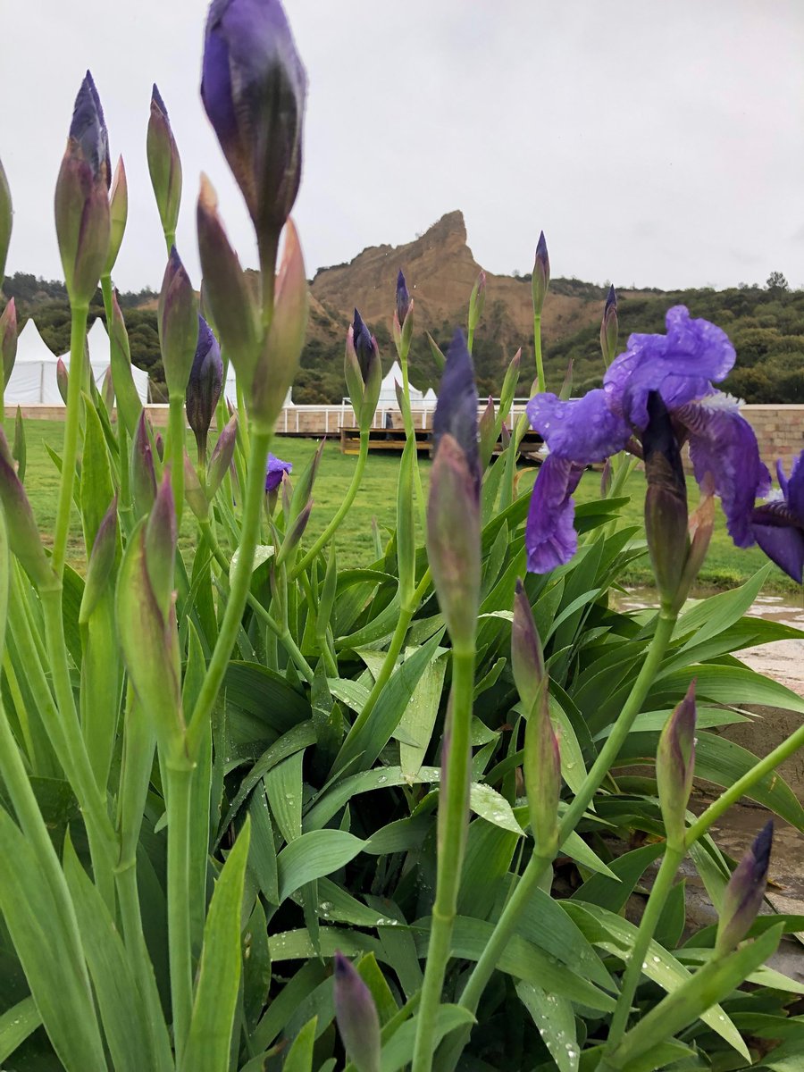 Always majestic Sphinx overlooking the Anzac Commemorative Site Erosion is taking its toll, and it is thinning before our eyes. Irises late this year. Should be splendid by Anzac Day. ⁦<a href="/HintonWendyNZ/">Wendy Hinton</a>⁩ ⁦⁦@SpeakerTrevor⁩