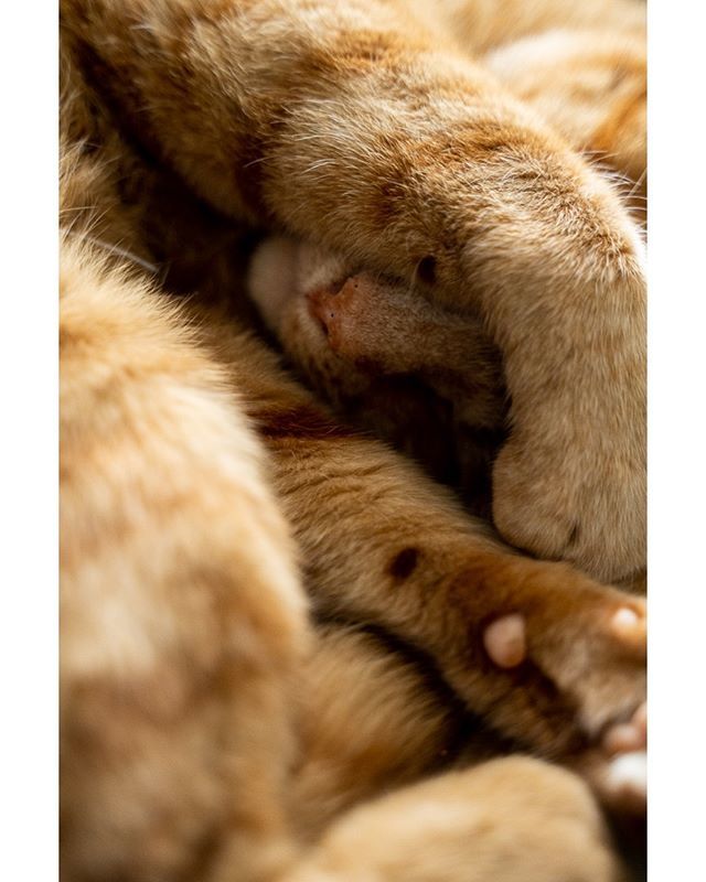 scotbaston's tweet photo. When your cat doesn't want to play #animaleyeAF anymore... Testing out the #sonyalpha #a7iii animal eye autofocus with an unwilling subject.
#catsofinstagram #cornestonekittens #furryferrous https://t.co/4y2QejExGQ https://t.co/xqvL7SJ2Dw