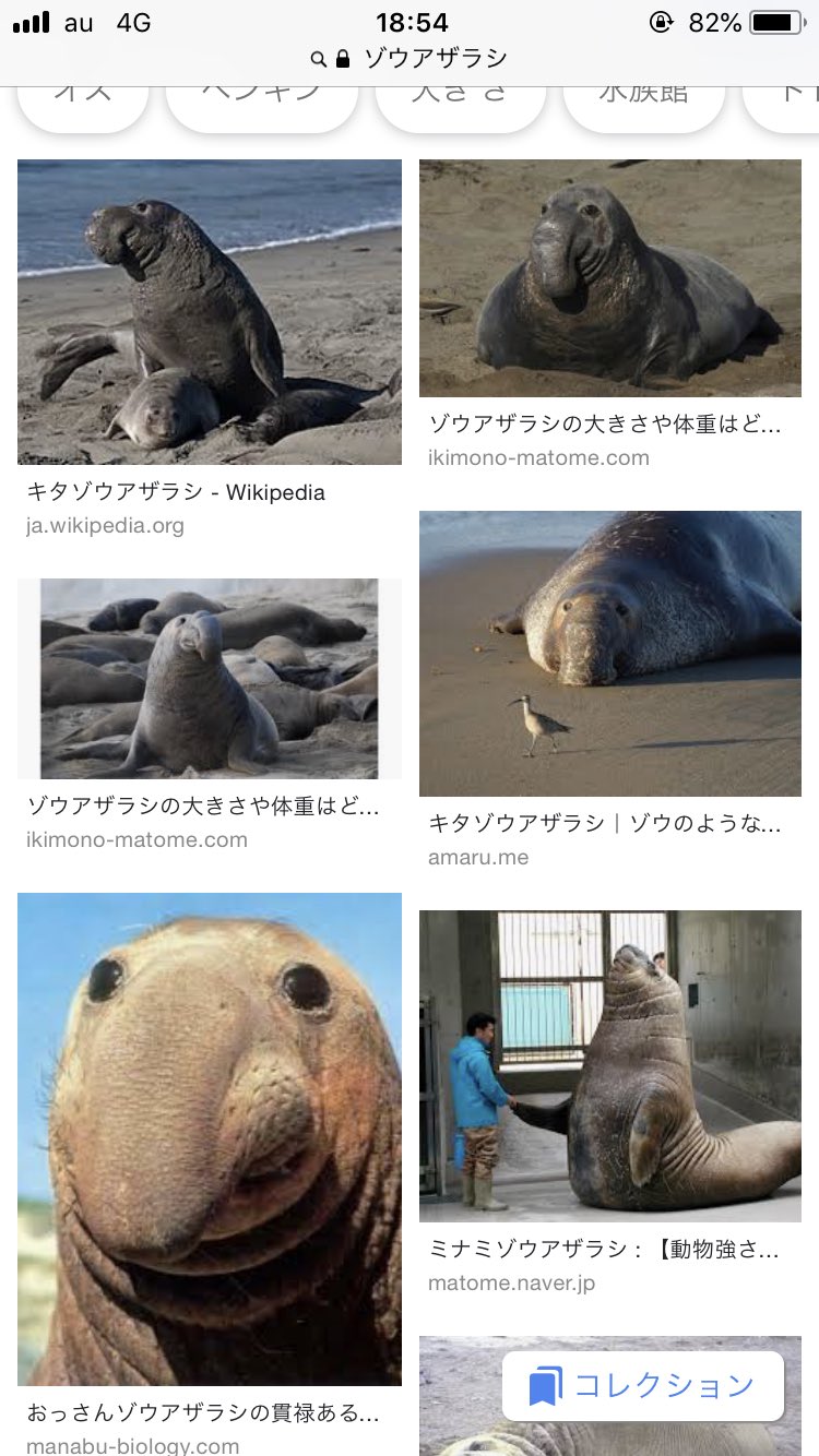 キシダチカ 連載準備中 パッと見て怖いと感じる動物 を検索しては アッヒィィ となる遊びがやめられないんだけどそろそろ見慣れてきてしまったのでみんなの怖い動物が知りたい T Co Q5d5d5vfus Twitter