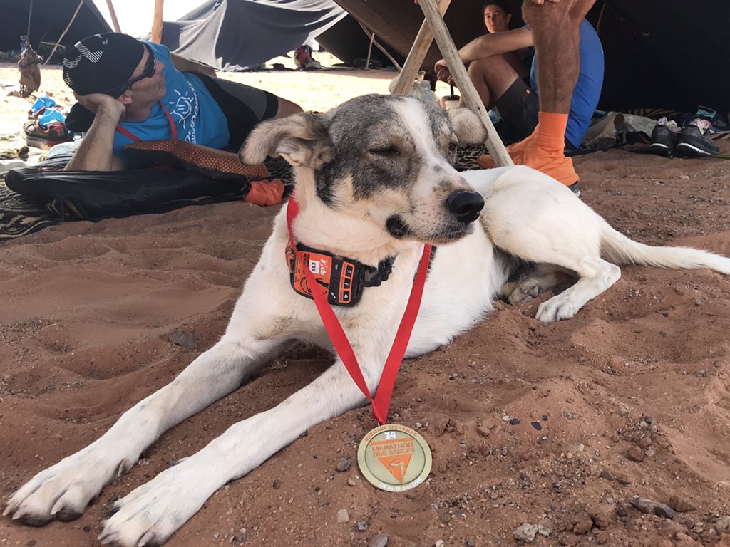 Hardloopnetwerk's tweet photo. Wat een verhaal: hond Cactus finisht @marathonDsables (+ beelden)!

https://t.co/o0LA46wwYD

Foto: @marathonDsables 

#marathondessables #CactusTheMdsDog https://t.co/tAt3A8rSJ6