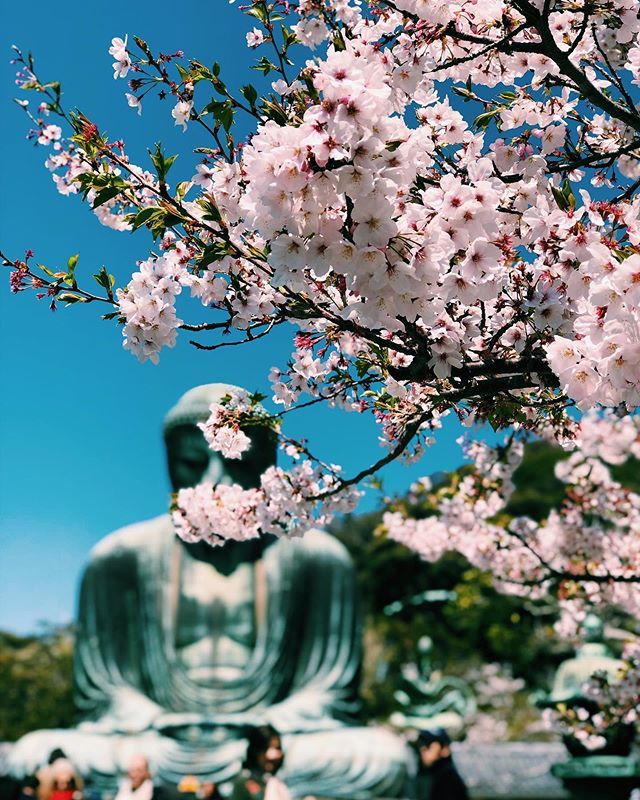 laiam's tweet photo. 大仏と桜。
.
.
.
.
.
.
.
#kamakura #大仏 #桜 #giantbuddha #sakura #かまくら #春 #spring #🌸 https://t.co/G4Fcf7dfLR