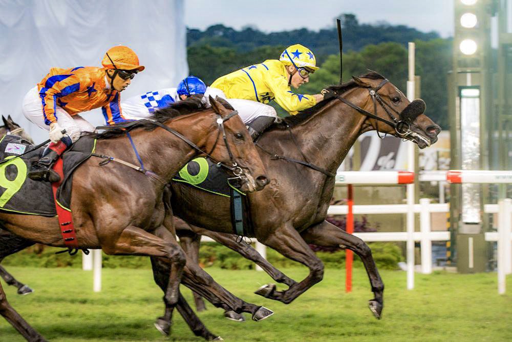 stevenburridge's tweet photo. Son of #roadtorock available for sale.  Career earnings $272,126.25. WhatsApp +65 9780 8156 to become an owner. https://t.co/YGlPuwUIQj