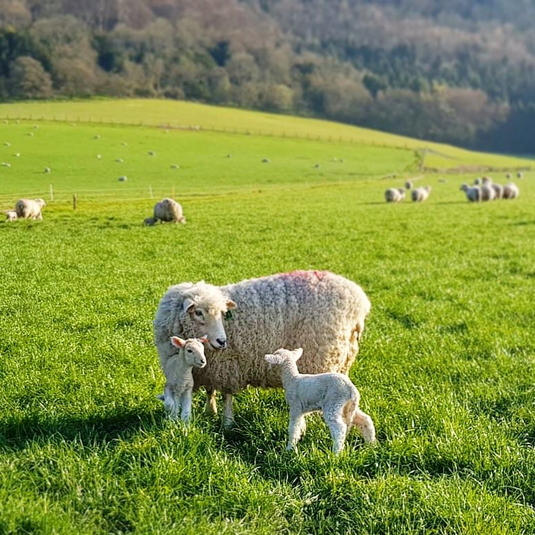 Girlaboutfarm's tweet photo. The ewes and lambs in the herbal leys looking 👌🏻👌🏻@WairereUk #nzromneys #lambing2019 https://t.co/akDPshI2lh