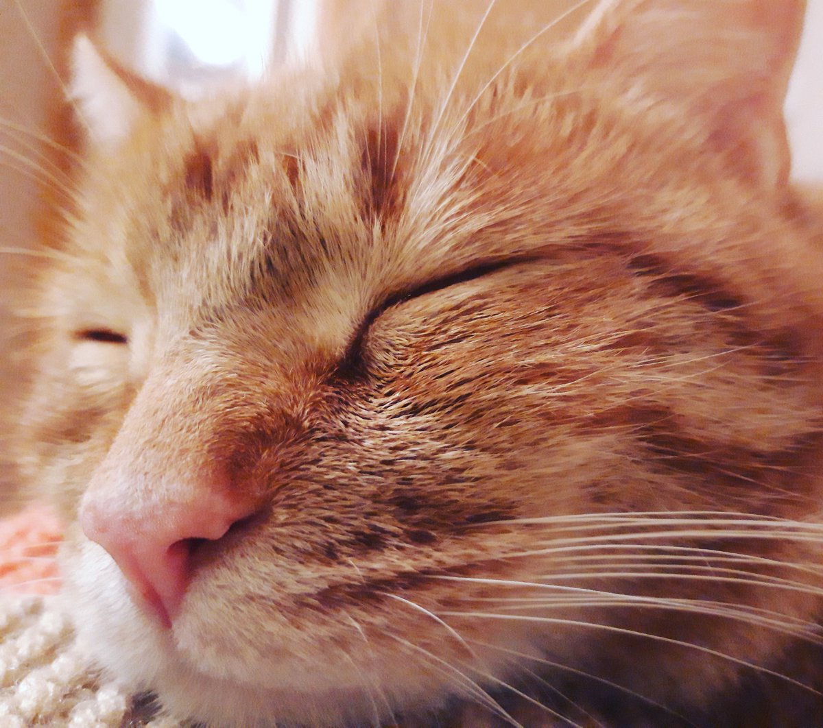 catsofasgard's tweet image. Happy Caturday from a very sleepy Thor #Thor #catsofasgard #happycaturday #Caturday